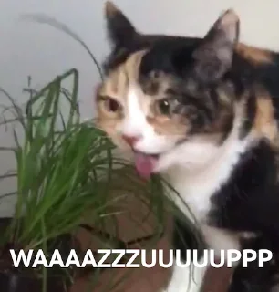 Sticker simona_purr - 6