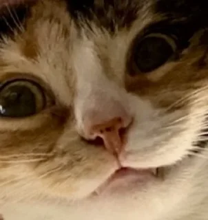 Sticker simona_purr - 7