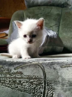 Sticker Мяу @TgEmodziBot - 7