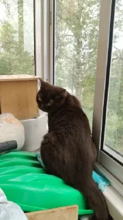 Sticker Мяу @TgEmodziBot - 11