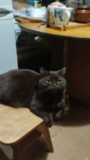 Sticker Мяу @TgEmodziBot - 8