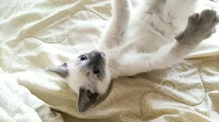 Sticker Мяу @TgEmodziBot - 2