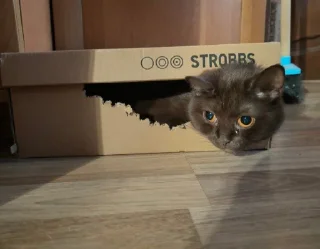 Sticker Мяу @TgEmodziBot - 1