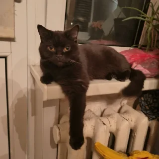 Sticker Мяу @TgEmodziBot - 9