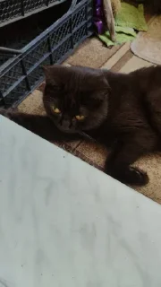 Sticker Мяу @TgEmodziBot - 4