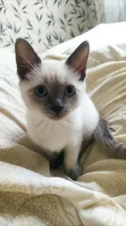 Sticker Мяу @TgEmodziBot - 5