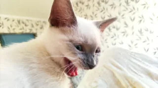 Sticker Мяу @TgEmodziBot - 10