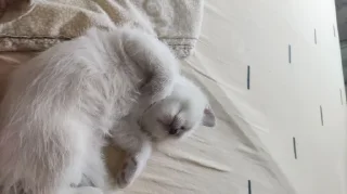 Sticker Мяу @TgEmodziBot - 6