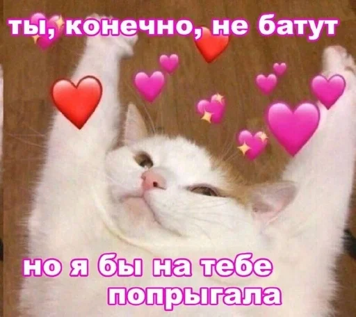 mammal text small to medium-sized cats