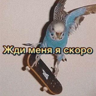 Sticker Sirotkin greatest hits - 8