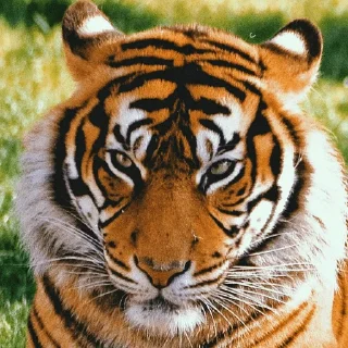 Sticker Sirotkin greatest hits - 1