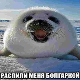 Sticker от сктлкса (@sk1tlxs) - 5