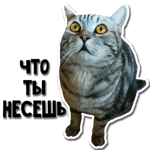 домашняя кошка животное кошки малого и среднего размера