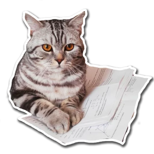 felidae small to medium-sized cats whiskers