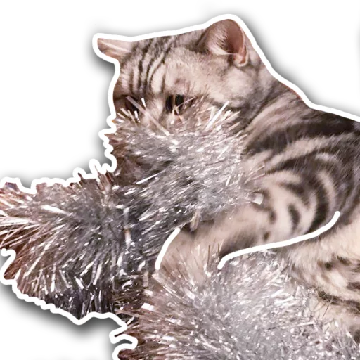 animal mammal felidae