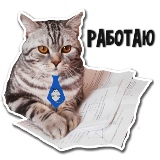 animal felidae mammal