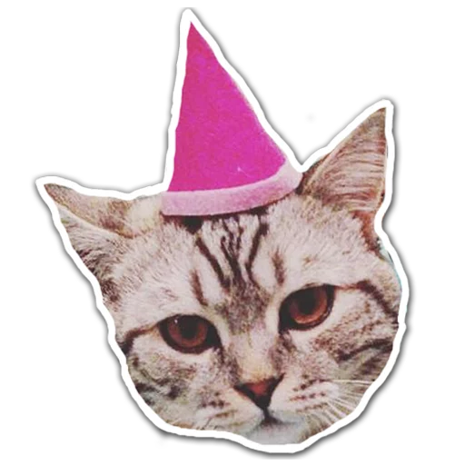 animal small to medium-sized cats hat