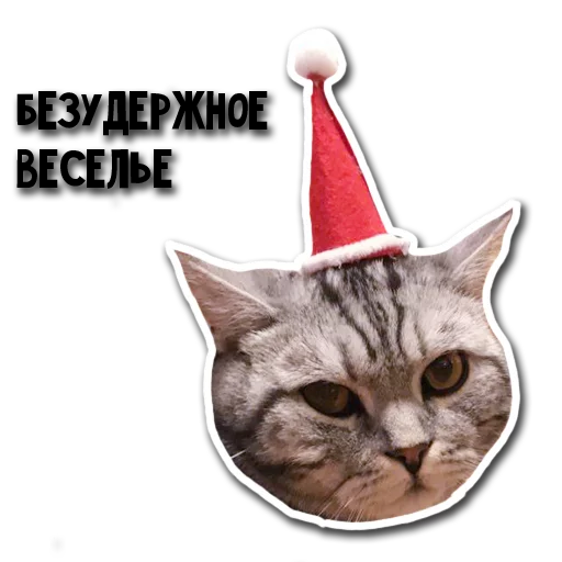 animal small to medium-sized cats cat