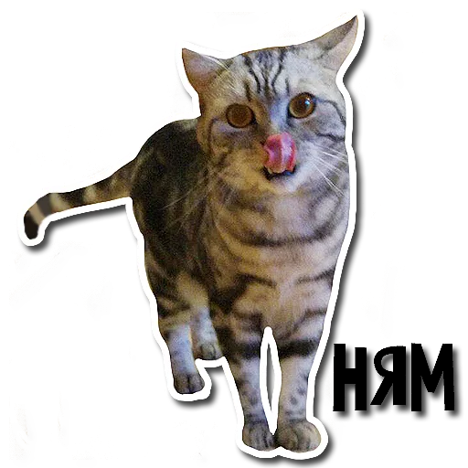 animal domestic cat mammal