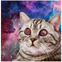 sceptical_cat - животное