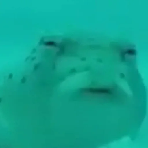 fish animal marine biology