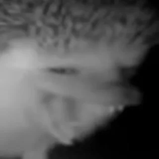 Sticker SKISTE4U pack - 5