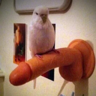 Sticker SKISTE4U pack - 6