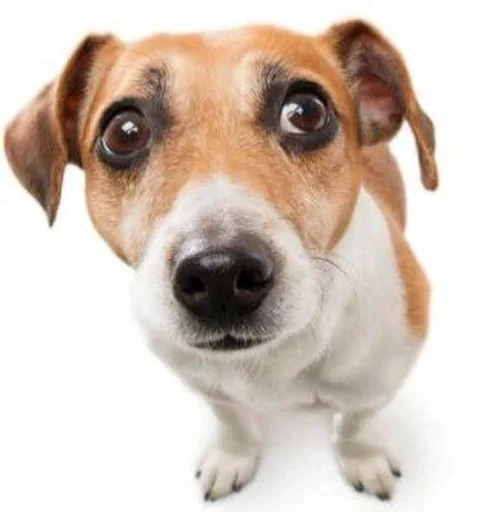 млекопитающее порода собак животное