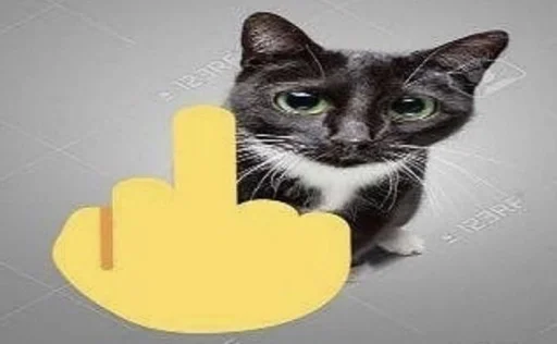 кошка кошки малого и среднего размера кошачьи