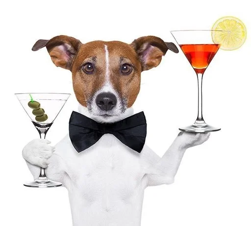 собака животное воротник