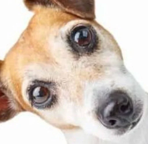 млекопитающее животное порода собак