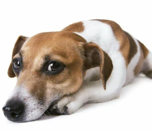 млекопитающее животное порода собак