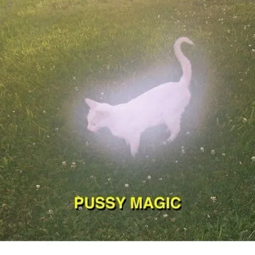 трава собака животное