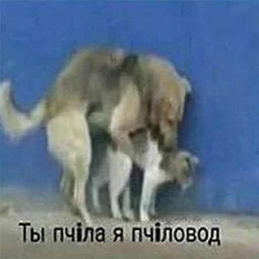 СМС животное млекопитающее