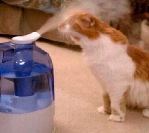 животное кошка комнатный