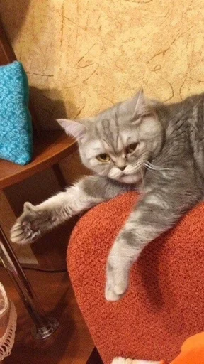 кошки малого и среднего размера комнатный кошачьи