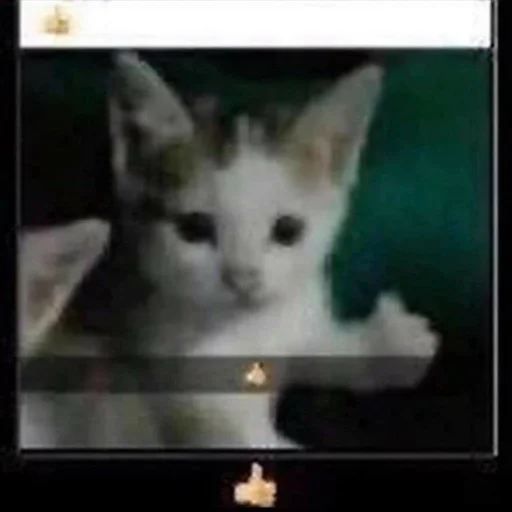 млекопитающее животное кошки малого и среднего размера