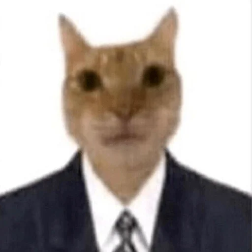 necktie domestic cat small to medium-sized cats