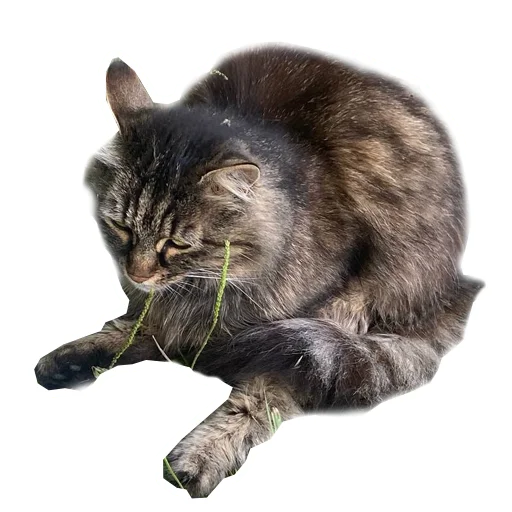 Sticker skotniydvor - 0