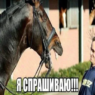 Стикер skufff @SkufStickers - 4