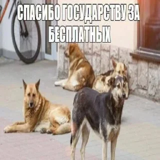 Стикер skufff @SkufStickers - 6