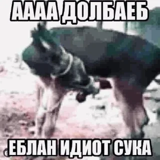 Стикер skufff @SkufStickers - 2