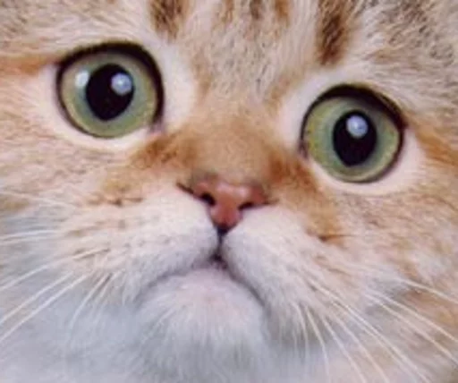 млекопитающее животное кошка