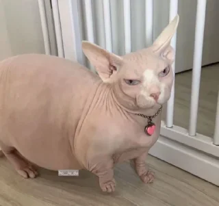 Стикер Я ще більше психічно хворий - 1