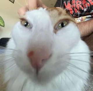 Стикер Я ще більше психічно хворий - 7