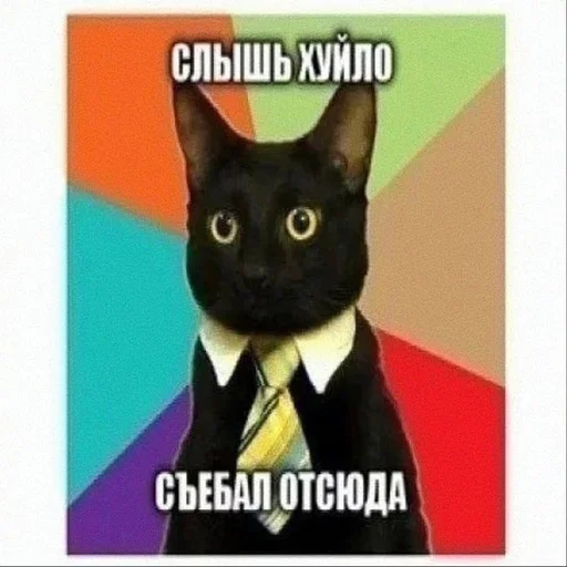 text small to medium-sized cats domestic cat