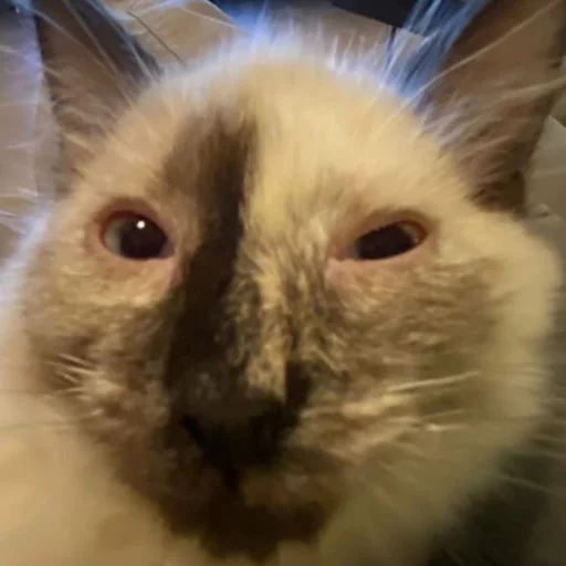 Стикер ?славишеры? - 9