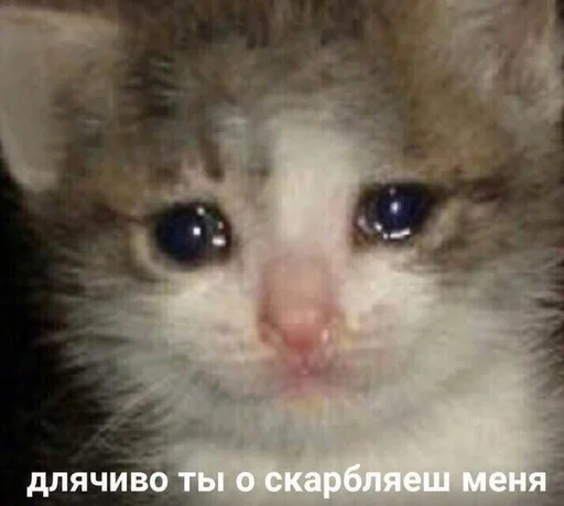 млекопитающее животное кошка