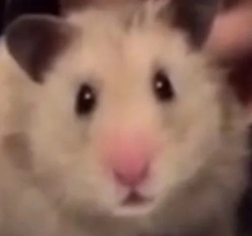 mammal animal hamster