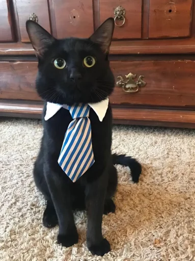 Кот депутат @TgEmodziBot - 